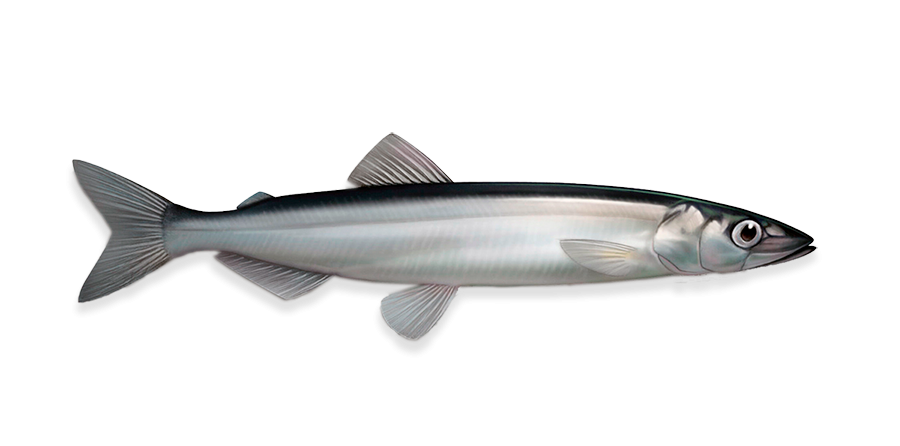 Capelin