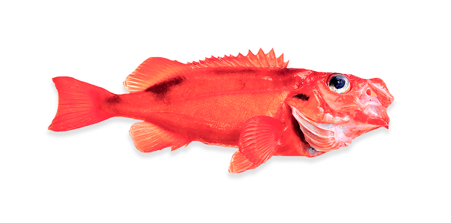 Deepwater Redfish